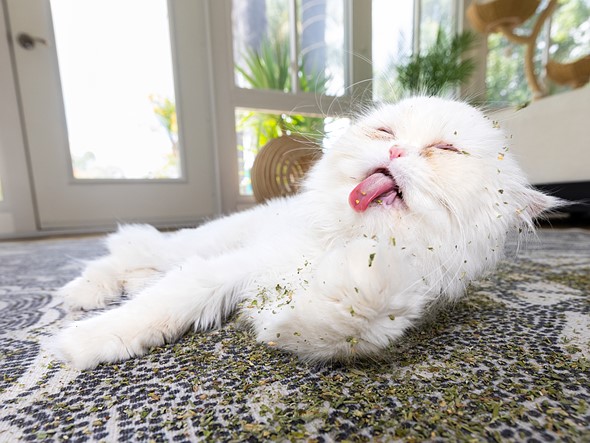 , Derrière la photo : les portraits d’herbe à chat d’Andrew Marttila : examen de la photographie numérique