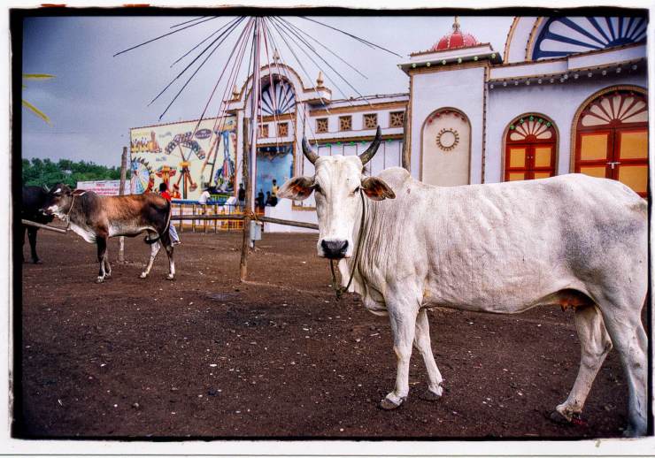 Vaches devant le parc d'attractions en Inde.  Film.