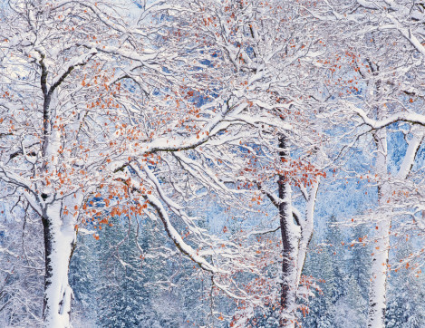Branches de chêne noir en hiver, 1994